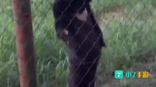 熊猫人职业