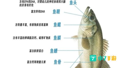 鱼类靠什么来平衡身体
