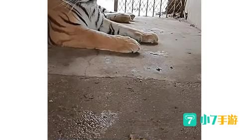 老虎直播app