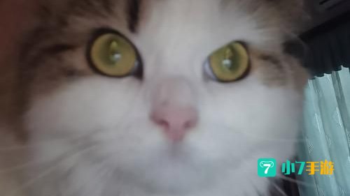 猫咪(破解版)