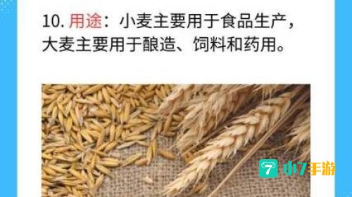 小麦大麦等禾本科作物的芒能减少